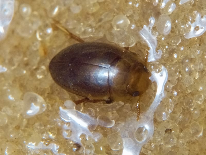 Noterus clavicornis (De Geer, 1774)